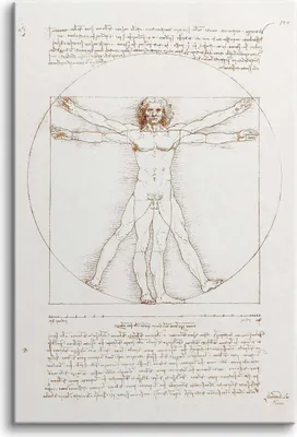Obrázek produktu pro Reprodukce obrazu na plátně Leonardo Da Vinci Vitruvian Man 60x90