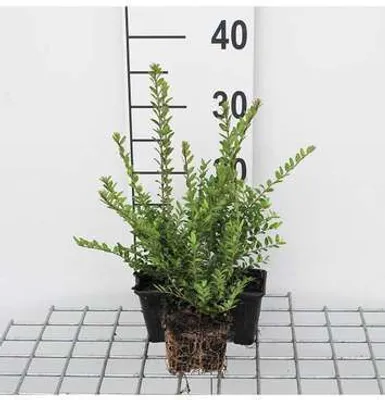 Immagine prodotto di 12 x Lonicera nit. 'Elegant' - Mirto da siepe, sempreverde - Vaso 9 cm x 9 cm