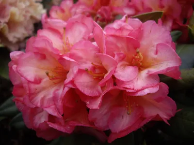 Image de Rhododendron hybride à grandes fleurs " Balalaika " violet foncé 30 - 40 cm