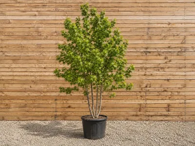 Produktbild von Amerikanischer Amberbaum Worplesdon 250-300 cm - Liquidambar styraciflua mehrstämmig