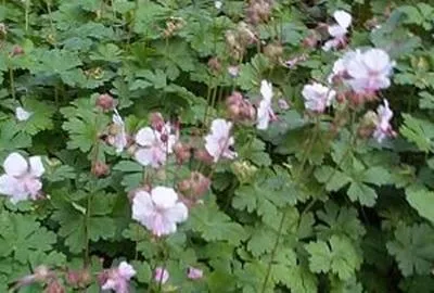 Zdjęcie produktu dla 6 x Geranium cant. 'Cambridge' - Geranium - Topf 9 x 9 cm