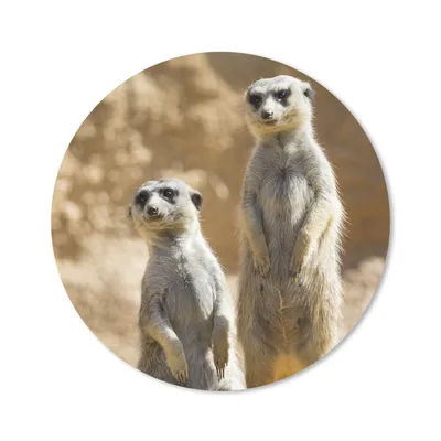 Produktbild von MuchoWow® Mauspad Mousepad Felsen - Erdmännchen - Tiere 20x20 cm - Mousepads - Maus Mat - Pad - Mausunterlage - Schreibtischmatte