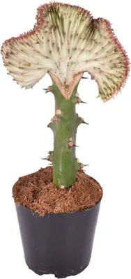 Productafbeelding van Famanu-cactus, Euphorbia lactea Cristata - 35 cm - diameter 12 cm