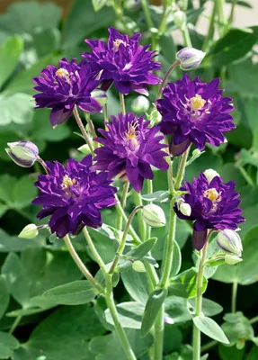 Produktbild von Aquilegia vulgaris 'Blue Barlow', Akelei, blau, ca. 9x9 cm Topf