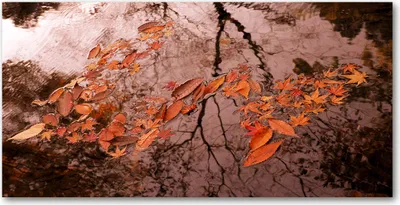 Produktbild von Tulup® Küchenrückwand Spritzschutz aus Glas -100x50 -Spritzschutz auf gehärtetes GlasDeko Blumen Pflanzen Blätter Wasser