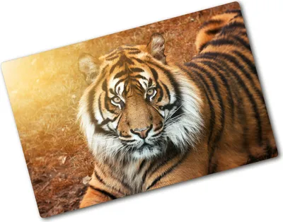 Produktbild von Tulup Glas Herdabdeckplatte - 80x52 cm - Glaskeramikkochfeld-Abdeckung Spritzschutz Glasabdeckplatte - Einteilig - Tiere - Bengalischer Tiger - Braun