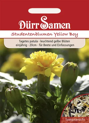 Produktbild von Dürr-Samen - Studentenblumen Yellow Boy gelb einjährig 20 cm - Saatgut - 1901