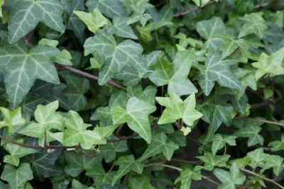 Produktbild von Hedera helix 'Woerner', Efeu, immergrün, 80–100 cm