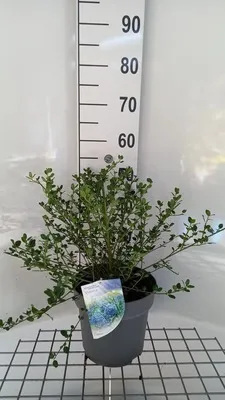 Zdjęcie produktu dla Ceanothus impr. 'Victoria' - Victoria 50- 60 cm Pojemnik