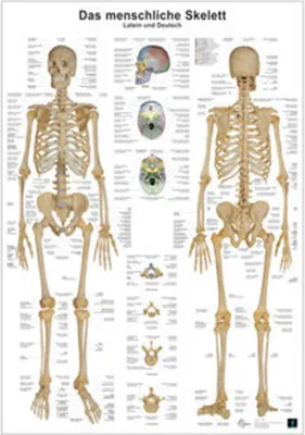Produktbild von Anatomie Lerntafeln- Das menschliche Skelett