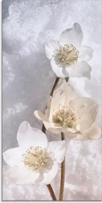 Produktbild von ARTland Glasbild Christrose im Schnee Größe: 30x60 cm