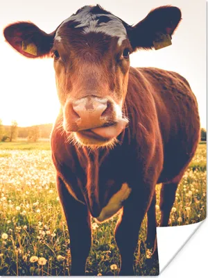 Produktbild von MuchoWow® Poster Kuh - Sonnenuntergang - Blumen - Gras - Tiere 120x160 cm - Wandbilder