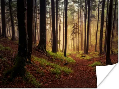 Produktbild von MuchoWow® Poster Bäume - Natur - Wald 120x90 cm - Wandbild