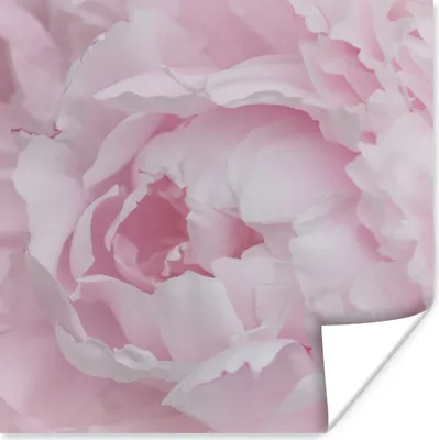 Produktbild von MuchoWow® Poster Nahaufnahme und Draufsicht einer rosa Pfingstrose 50x50 cm - Wohnzimmerdekoration