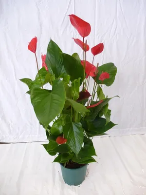Produktbild von [Palmenlager] XXL Anthurium Melodia ibis 100 cm - Topf 21 cm Ø - Flamingoblume // Zimmerpflanze Anthurie