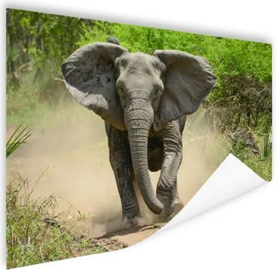 Produktbild von MuchoWow® Poster Laufender Elefant 120x80 cm - Bilder