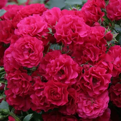 Produktbild von Rosa  - Kordes Rigo-Rose - Rosa 'Gärtnerfreude'®