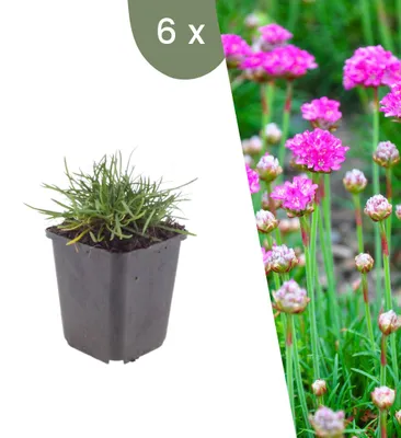 Produktbild von Plants by Frank | 6 Grasnelke 'Splendens' Pflanzen | Armeria Maritima 'Splendens' | Stauden | Winterhart | Mehrjährig | Gartenpflanzen