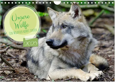 Produktbild von Unsere Wölfe - Ein Wildtier kehrt zurück (Wandkalender 2025 DIN A4 quer), CALVENDO Monatskalender