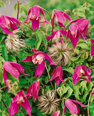 Produktbild von Clematis alpina 'Ruby', Alpen-Waldrebe, rubinrot, 60–100 cm