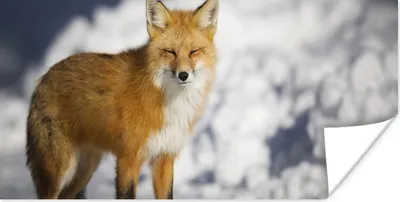 Produktbild von MuchoWow® Poster Fuchs - Schnee - Rot 80x40 cm - Wanddeko