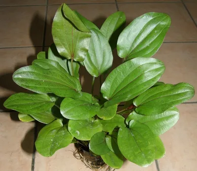 Produktbild von 5 Töpfe Echinodorus lothario, Wasserpflanzen