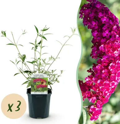 Produktbild von Buddleja davidii Royal Red - Schmetterlingsstrauch - Winterhart - Rot - 3 Pflanzen - 35-45cm - Ø17cm - Gartenpflanze