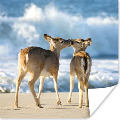 Produktbild von MuchoWow® Poster Hirsche - Meer - Wasser - Sand 75x75 cm - Wand Dekoration
