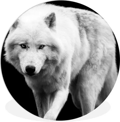Produktbild von MuchoWow® Rundes Wandbild - Runde Bilder Wolf - Tier - Schwarz - Weiß Ø 30 cm Kreis Wanddekoration Kunststoff - Wandkreis - Wandschmuck - Schlafzimmer - Bilder - Der Kreis - Kunst für die Wohnung - Plastik - Kunstdruck - Wandbild
