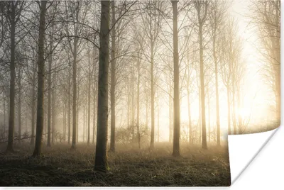 Produktbild von MuchoWow® Poster Wald - Sonne - Nebel 90x60 cm - Schlafzimmer