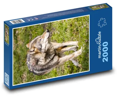 Zdjęcie produktu dla martinpuzzle - Puzzle 2000 - Wilk - savec