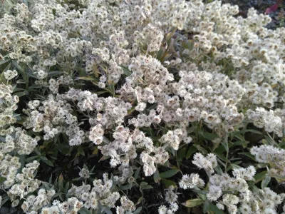Produktbild von 6 x Perlkörbchen Silberregen - Herbstblüher - TB 9