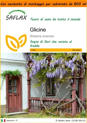 Immagine prodotto di SAFLAX Garden in the bag - Glicine  - 4 semi - Wisteria