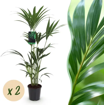 Produktbild von Howea Forsteriana - Kentia Palm - Pflegeleicht - Grün - 2 Pflanzen - 120-130cm - Ø21cm - Zimmerpflanze - Immergrün