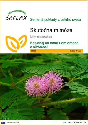 Obrázok produktu pre SAFLAX - Skutočná mimóza - Mimosa pudica - 70 Semená