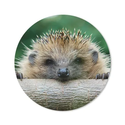 Produktbild von MuchoWow® Mauspad Mousepad Igel - Wald - Baumstamm 30x30 cm - Mousepads - Maus Mat - Pad - Mausunterlage - Tischunterlage - Schreibtischmatten