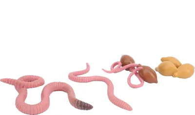 Produktbild von Earthwarm 4-Stufen-Wachstumszyklus-Modell, Lebensmodelle, Lernspielzeug für Kinder