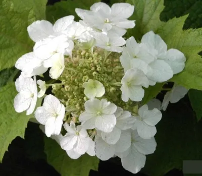 Produktbild von Hydrangea quercifolia Burgundy - Eichenblatthortensie Burgundy 30-40