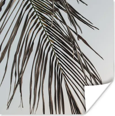 Produktbild von MuchoWow® Poster Sommer - Blatt - Palme 75x75 cm - Wand Dekoration