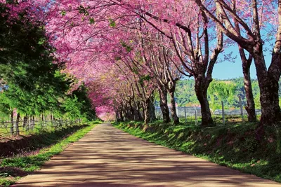 Produktbild von Fototapete - Blossom Alley 375x250cm - Vliestapete