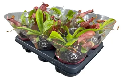 Image de Nepenthes Alata | 1 plante - 17cm - Ø12cm - Plante d'intérieur - Vert persistant