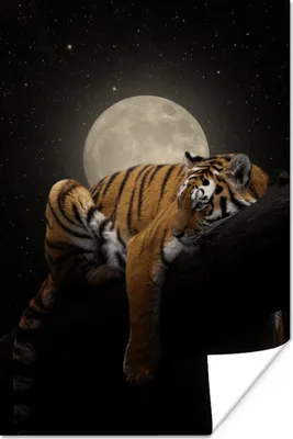 Produktbild von MuchoWow® Poster Tiger - Mond - Sterne 60x90 cm - Wanddekoration