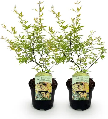 Produktbild von GreenboutiQ - Balkonpflanze - Japanischer Ahorn - Acer palmatum Methamorphosa - Grün - 2 Pflanzen - Laubabwerfend - Topf 19cm Höhe 70cm