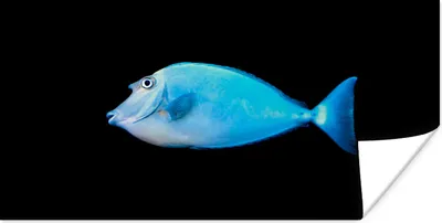 Produktbild von MuchoWow® Poster Fische - Meerestiere - Schwarz 40x20 cm