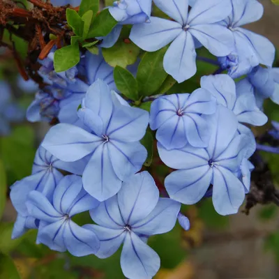Immagine prodotto di Plumbago (Plumbago auriculata) - 10 semi