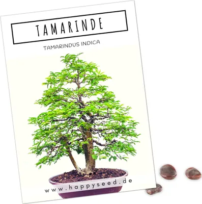 Produktbild von Exotische Bonsai Samen mit hoher Keimrate - Pflanzen Samen Set für deinen eigenen Bonsai Baum (1x Tamarinde)