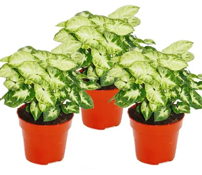 Produktbild von Syngonium Pixie, 3er Set, Purpurtute