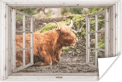 Produktbild von MuchoWow® Poster Schottische Highlander - Ansicht - Natur - Pflanzen 60x40 cm - Schlafzimmerdekoration