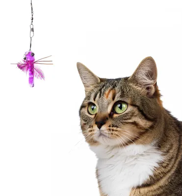Produktbild von Spielanhänger für Katzenangel · kleine Libelle Katzenspielzeug · ca. 5,5 x 1 x 1 cm · lila