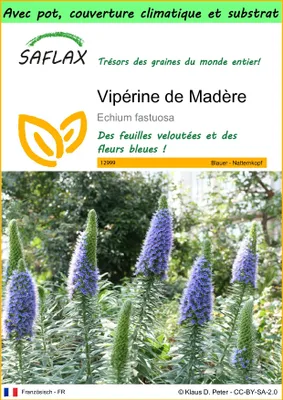 Image de SAFLAX Garden to go - Vipérine de Madère - 100 graines - Echium